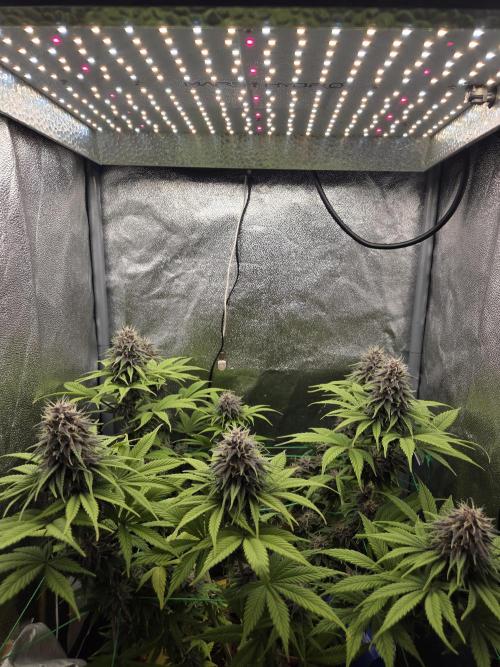 Mammoth Lite+ 45. Week 9