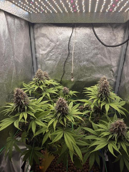 Mini setup. Week 10 - The plant has a great smell; in a few days it will be ready.
