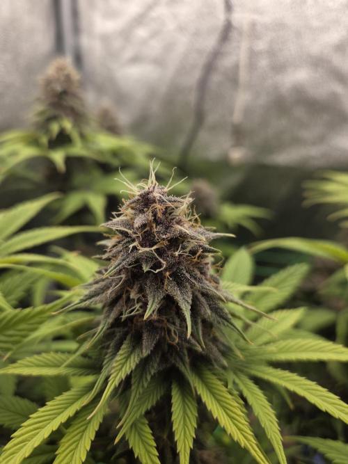 Mammoth Lite+ 45. Week 10