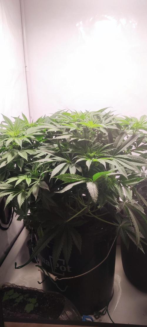 California Haze Humboltd Company. Week 8