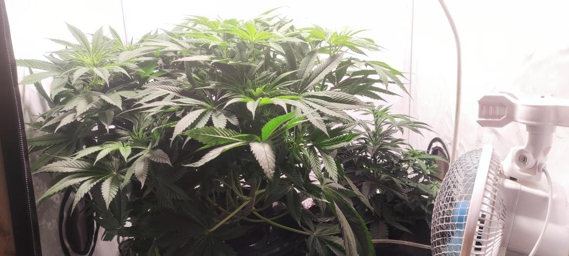 California Haze Humboltd Company. Week 8