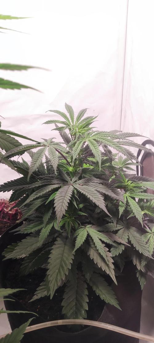 California Haze Humboltd Company. Week 8