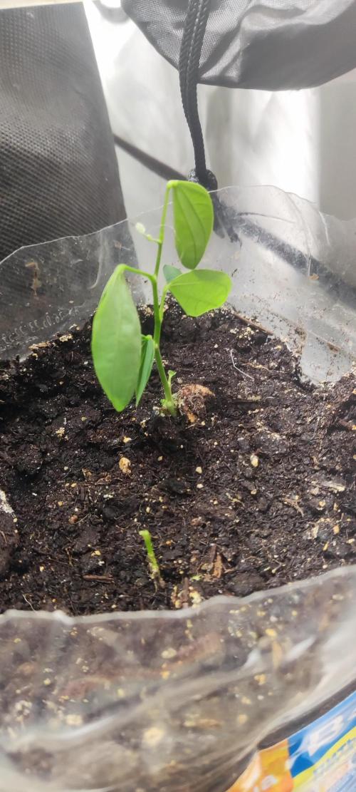 California Haze Humboltd Company. Week 8