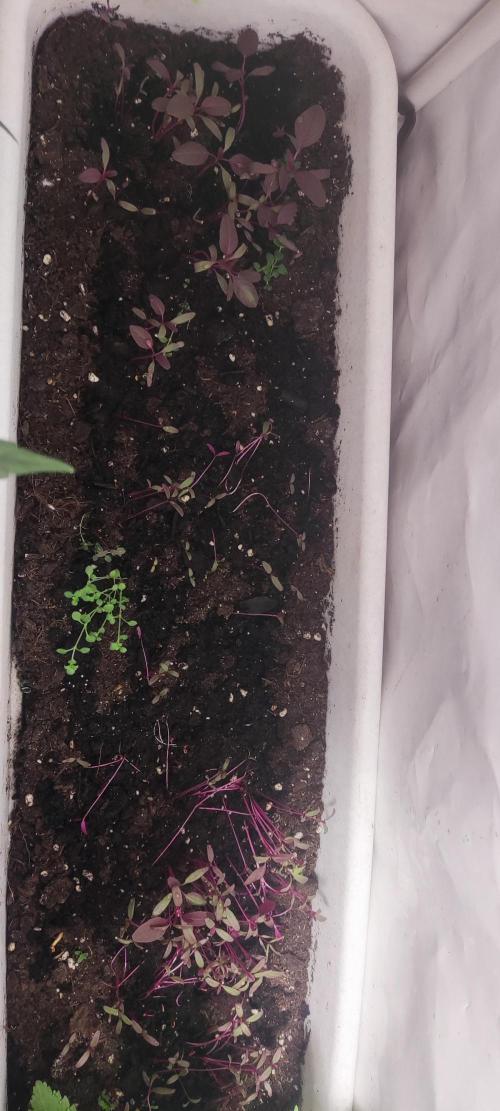 California Haze Humboltd Company. Week 8