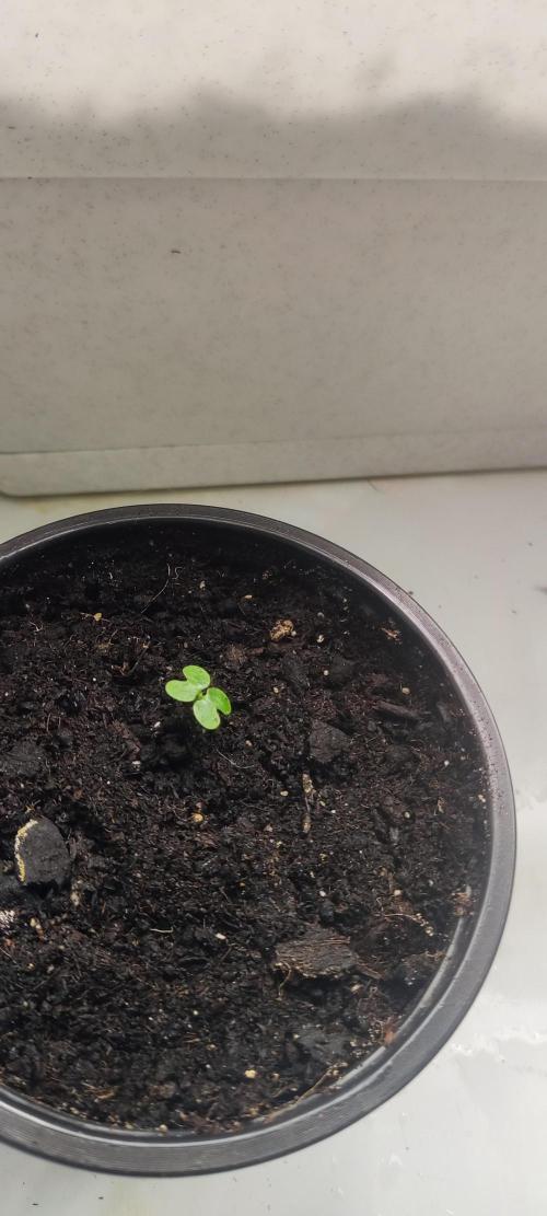 California Haze Humboltd Company. Week 8