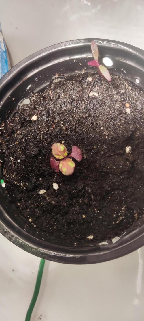 California Haze Humboltd Company. Week 8