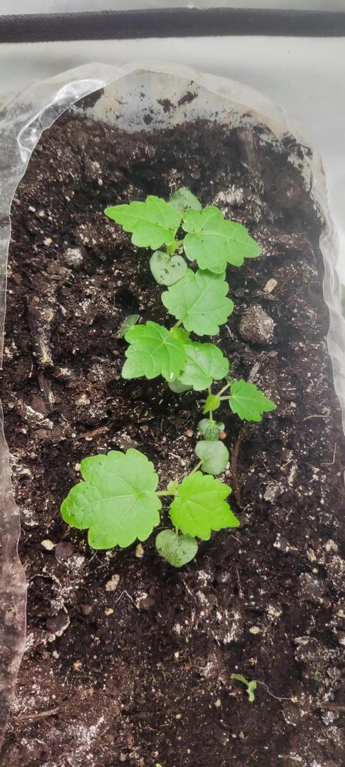 California Haze Humboltd Company. Week 8