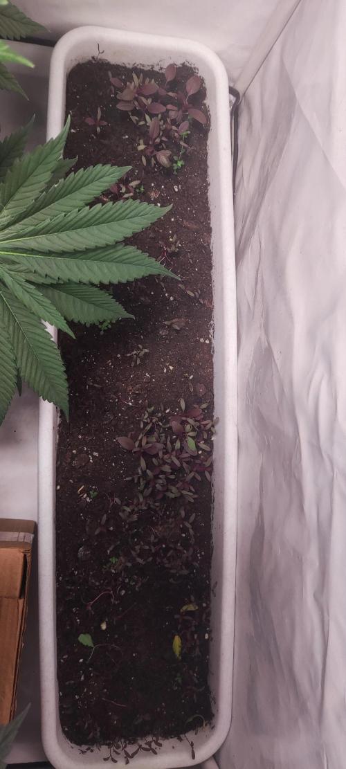 California Haze Humboltd Company. Week 9