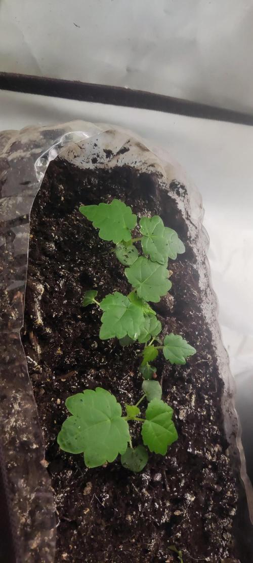 California Haze Humboltd Company. Week 9