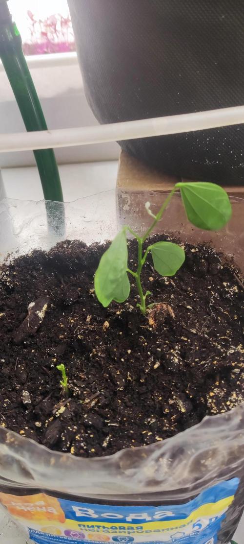 California Haze Humboltd Company. Week 9