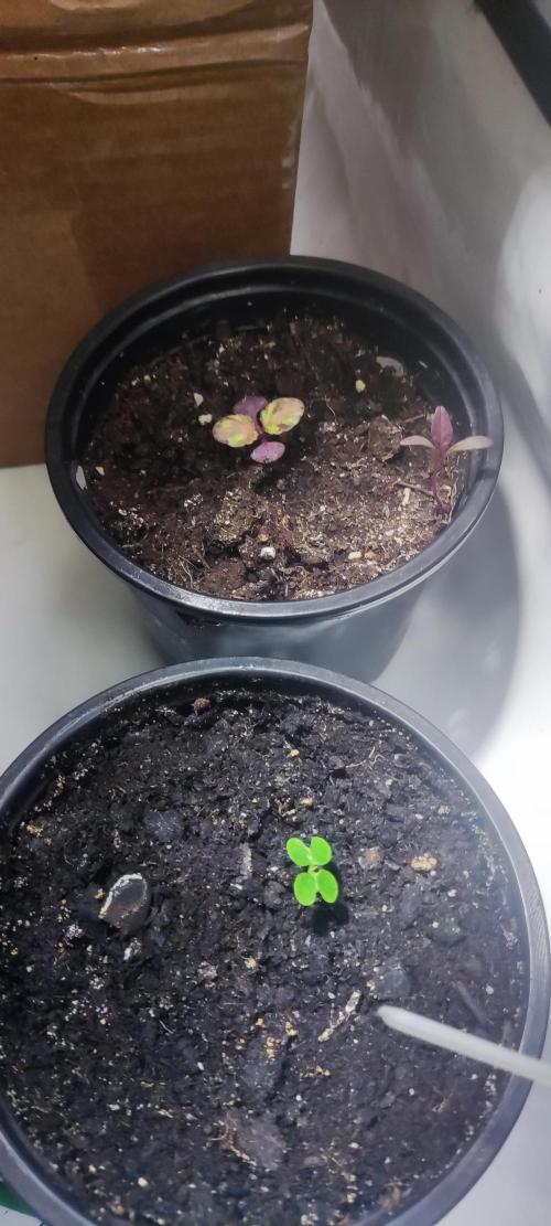 California Haze Humboltd Company. Week 9