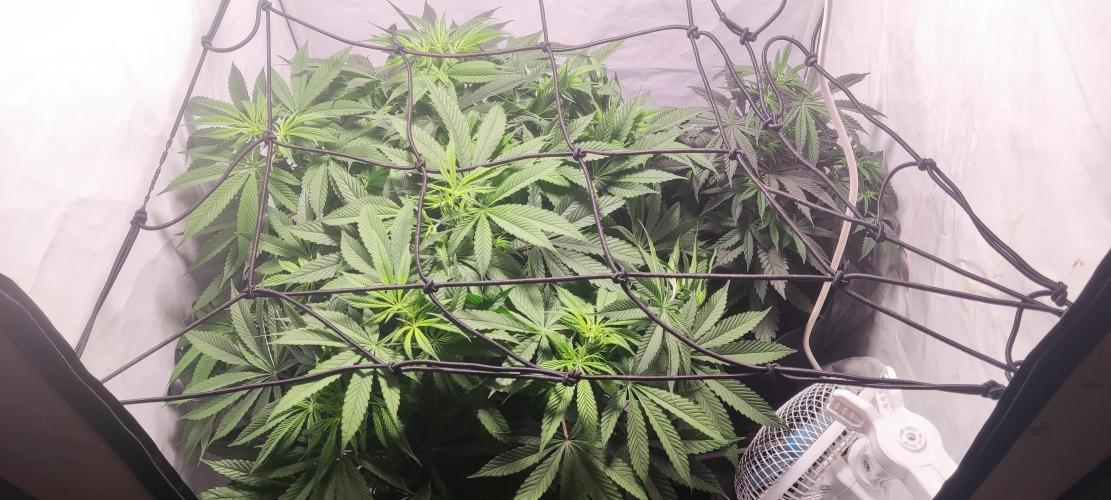 California Haze Humboltd Company. Week 9