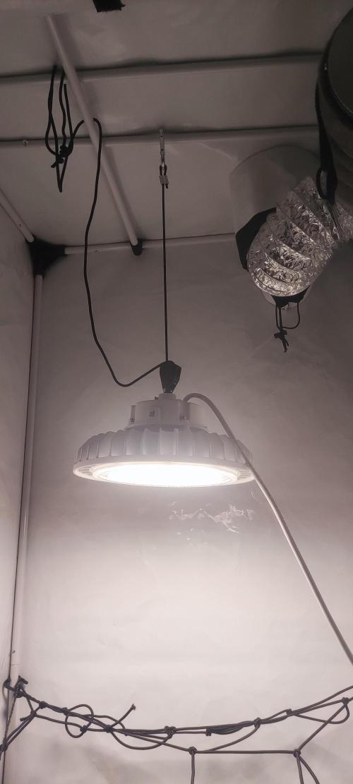 California Haze Humboltd Company. Week 9