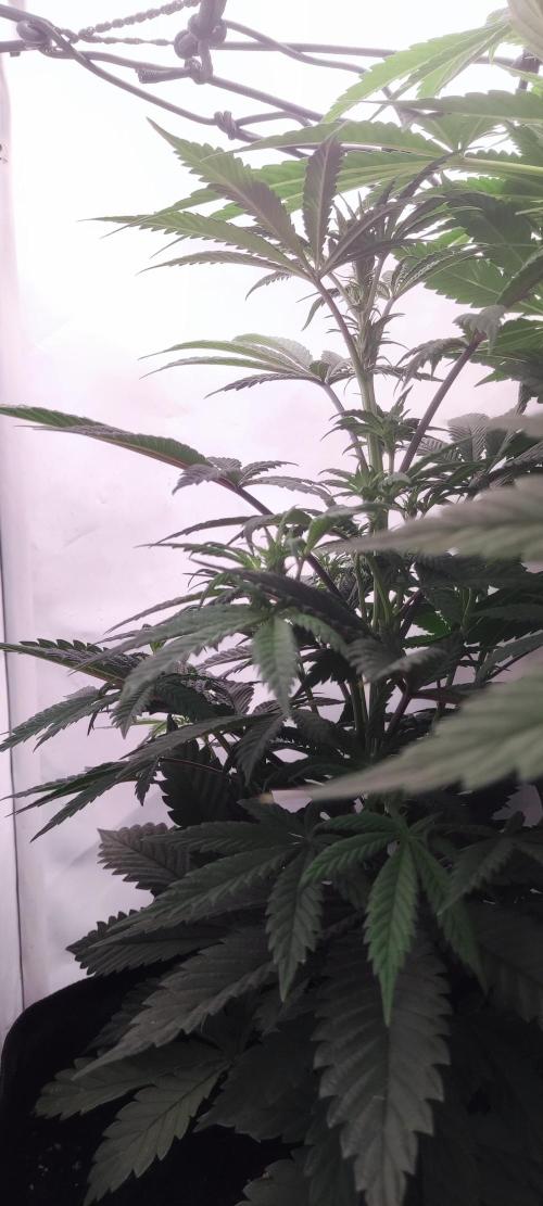 California Haze Humboltd Company. Week 10