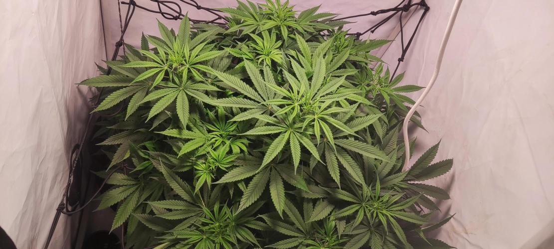 California Haze Humboltd Company. Week 10