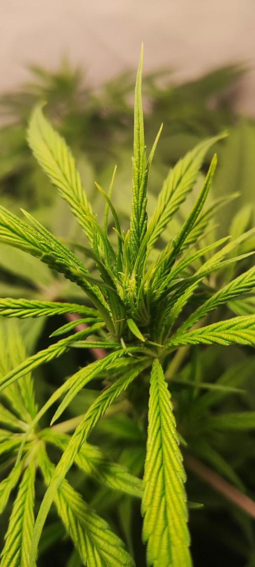 California Haze Humboltd Company. Week 11