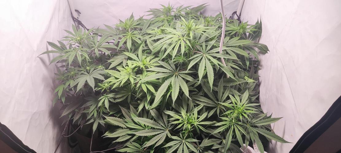 California Haze Humboltd Company. Week 11