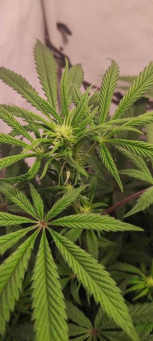 California Haze Humboltd Company. Week 11