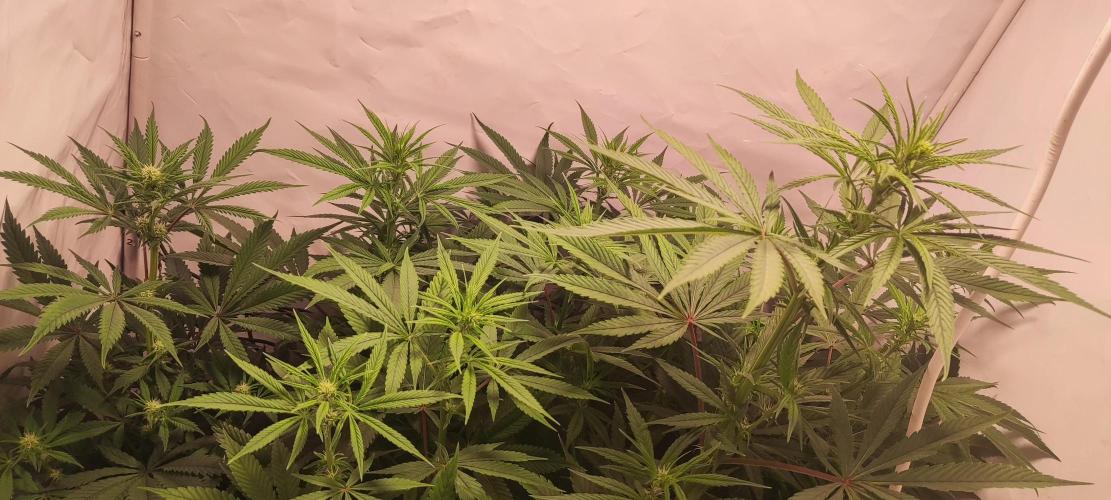 California Haze Humboltd Company. Week 12