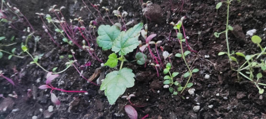 California Haze Humboltd Company. Week 12