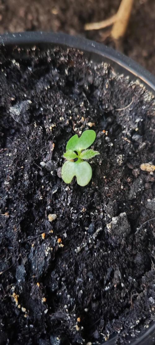 California Haze Humboltd Company. Week 12