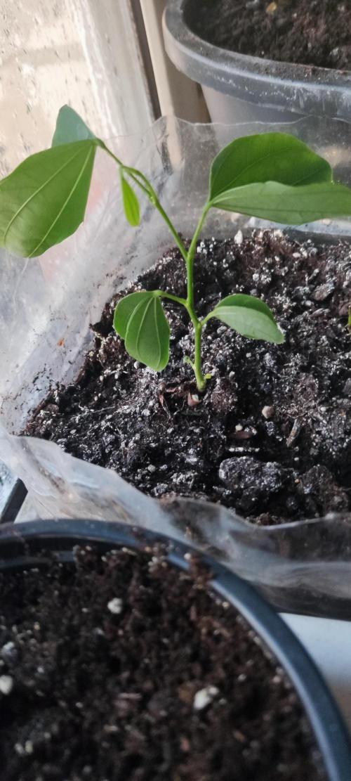 California Haze Humboltd Company. Week 12