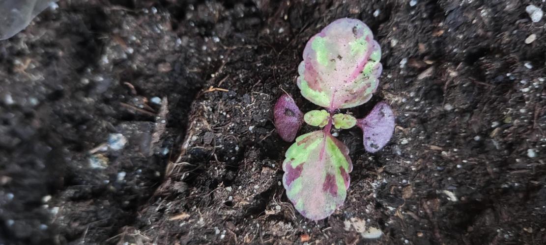 California Haze Humboltd Company. Week 12