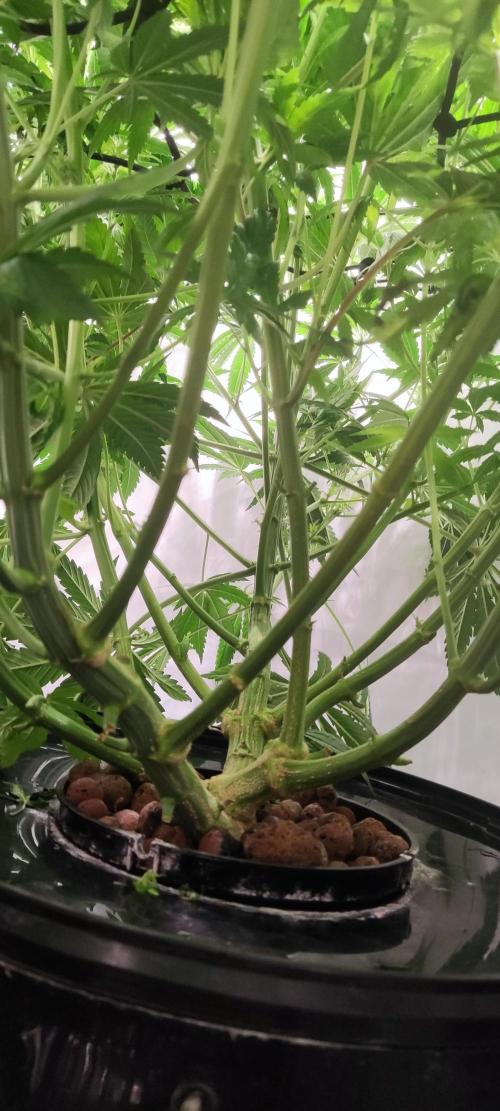 California Haze Humboltd Company. Week 13