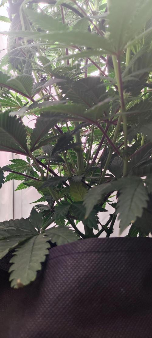 California Haze Humboltd Company. Week 13