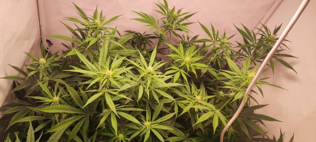 California Haze Humboltd Company. Week 13