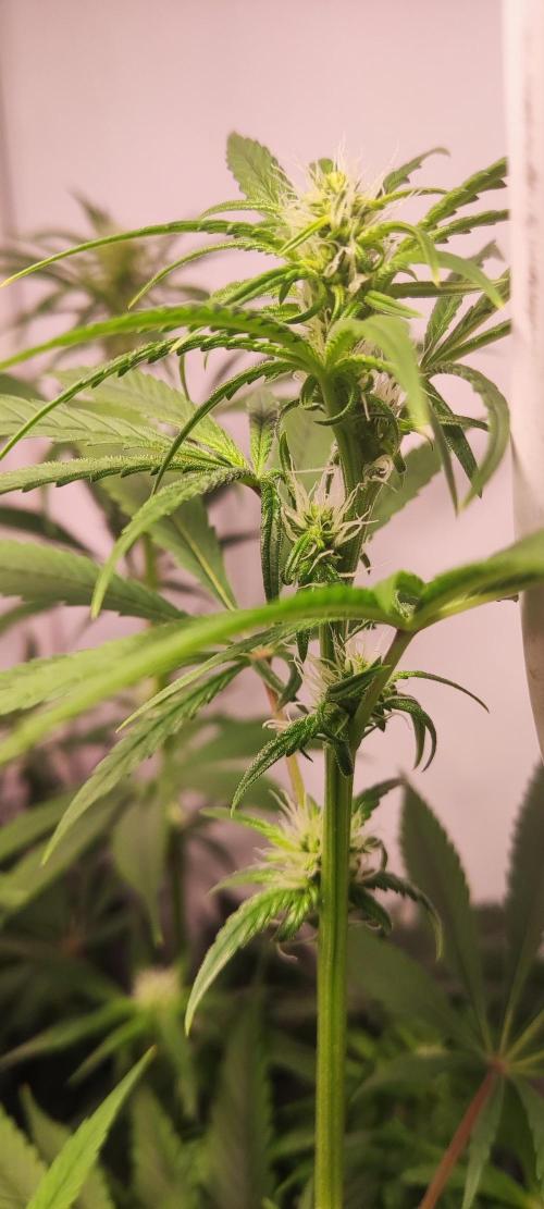 California Haze Humboltd Company. Week 13