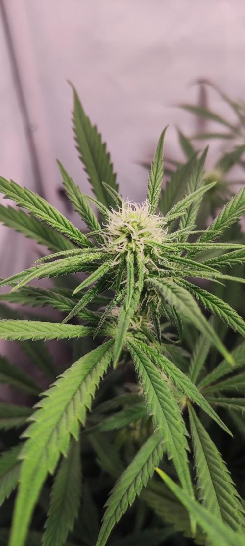 California Haze Humboltd Company. Week 13