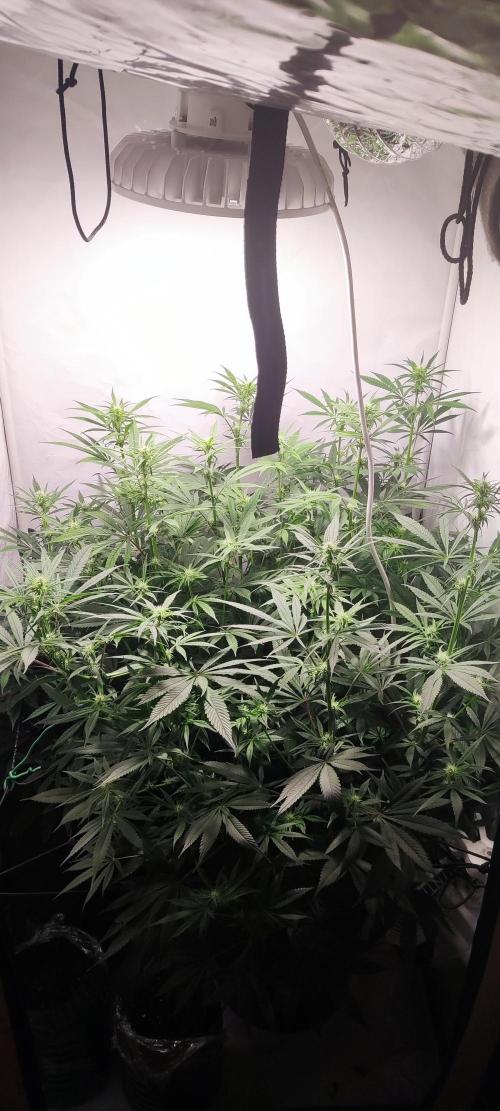 California Haze Humboltd Company. Week 13