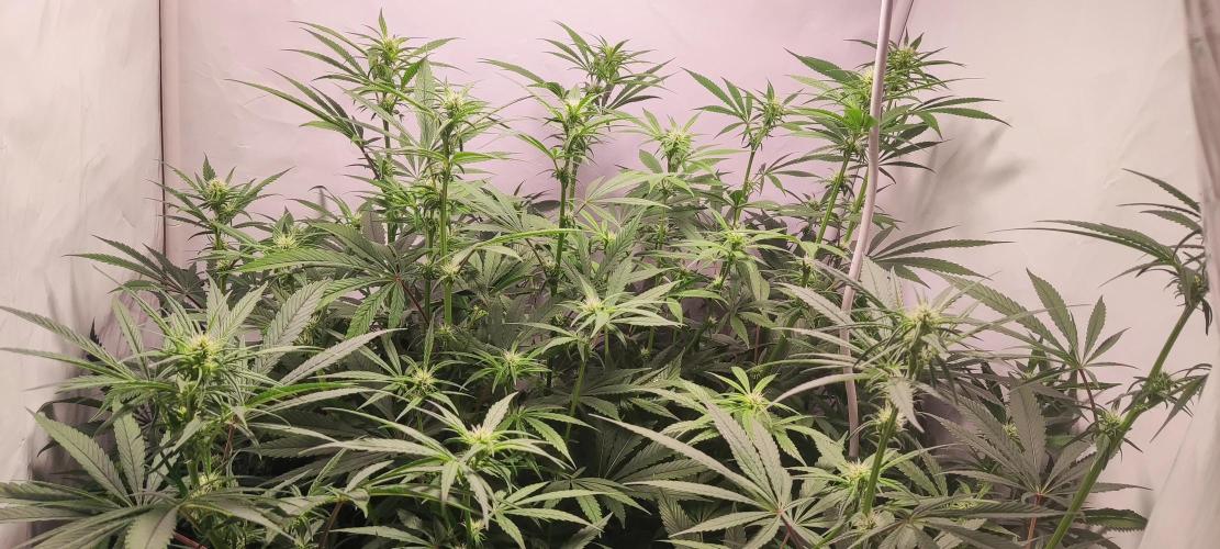 California Haze Humboltd Company. Week 13