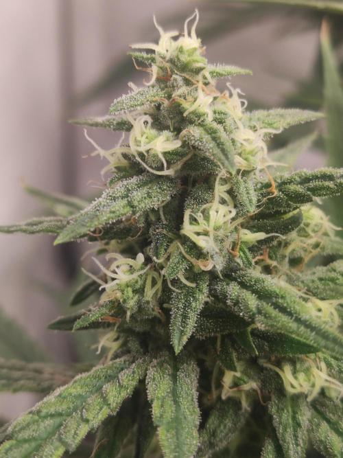 California Haze Humboltd Company. Week 23