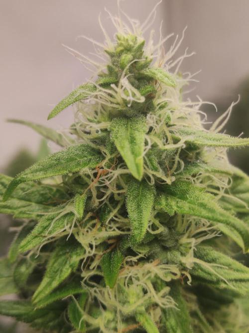 California Haze Humboltd Company. Week 23