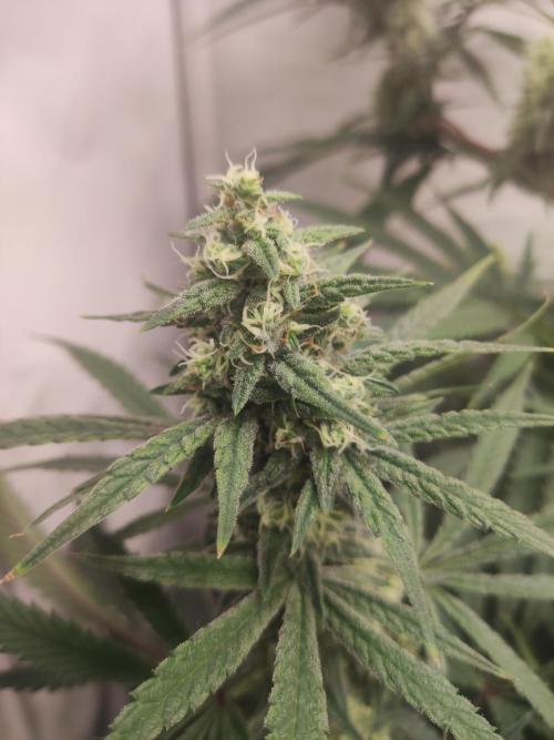 California Haze Humboltd Company. Week 23