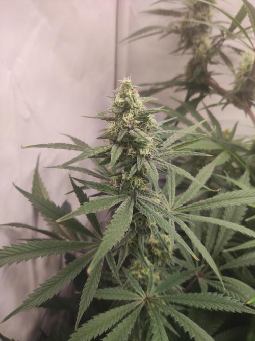 California Haze Humboltd Company. Week 23