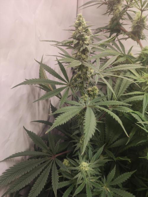 California Haze Humboltd Company. Week 23