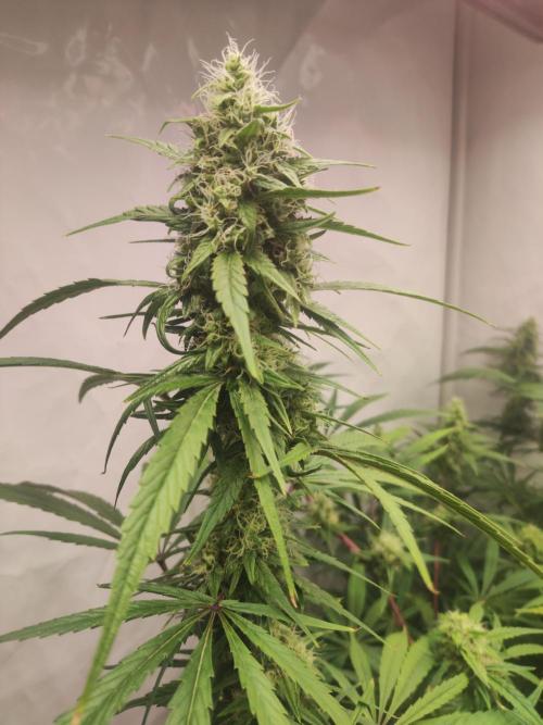 California Haze Humboltd Company. Week 23