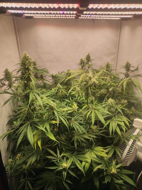 California Haze Humboltd Company. Week 23