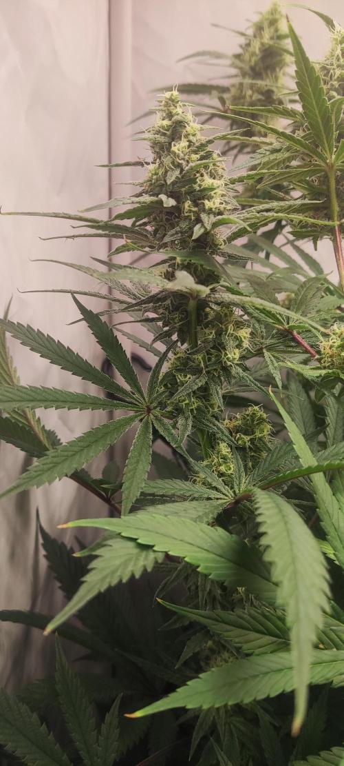 California Haze Humboltd Company. Week 23