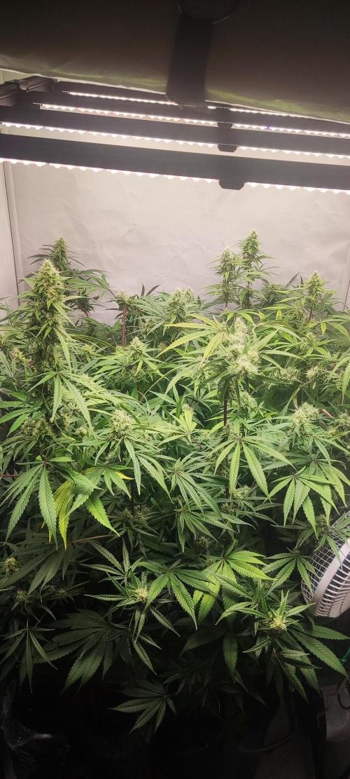 California Haze Humboltd Company. Week 23