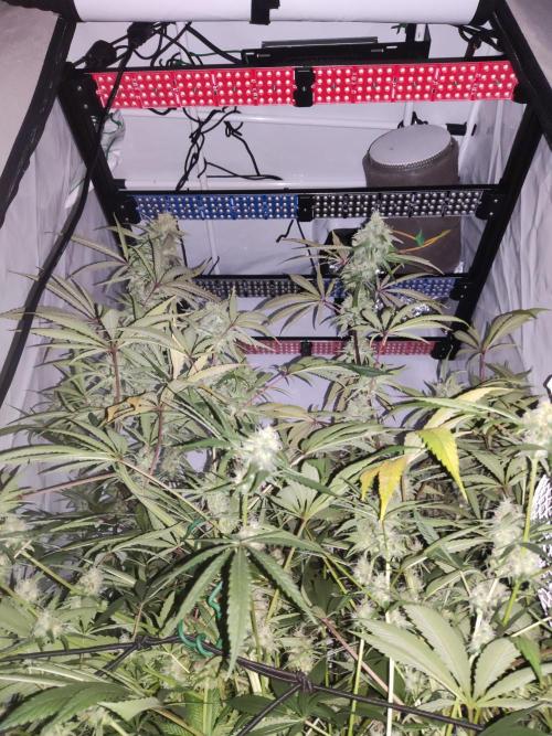 California Haze Humboltd Company. Week 24 - Just grow x-space 240 w 3,2 милимоль