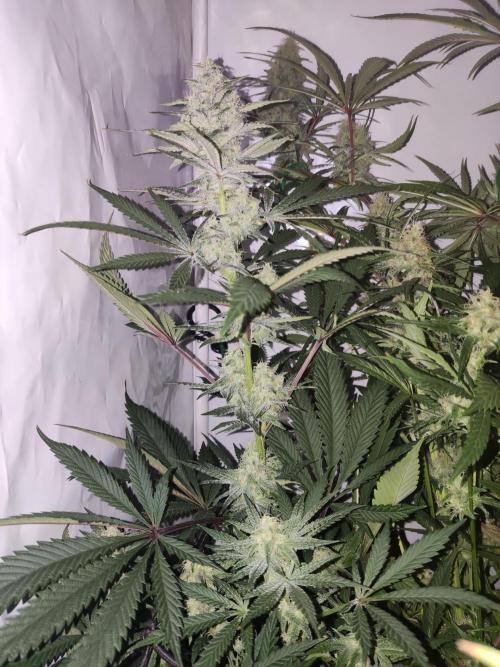 California Haze Humboltd Company. Week 24 - Califa 