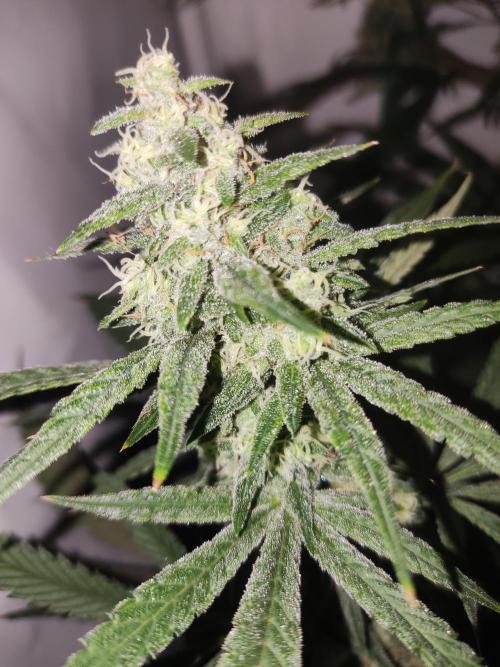 California Haze Humboltd Company. Week 24