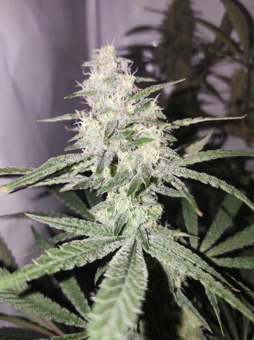 California Haze Humboltd Company. Week 24 - Kalifa