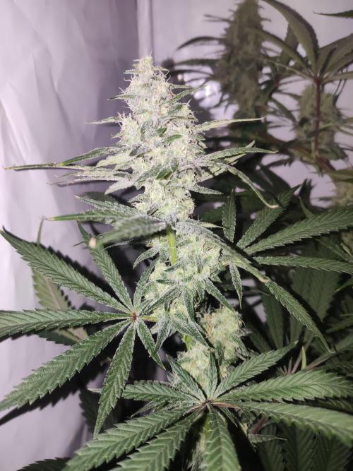 California Haze Humboltd Company. Week 24 - Kalifa