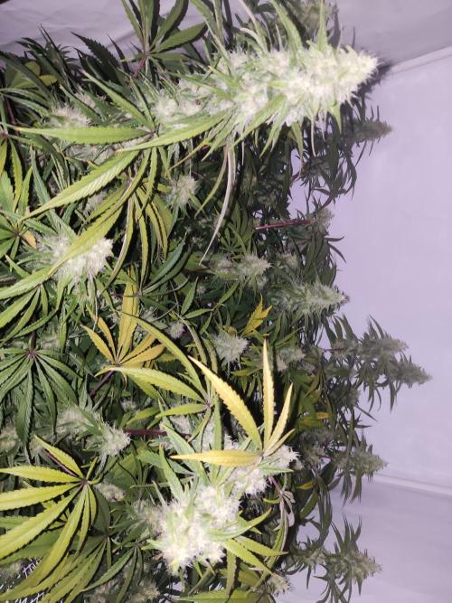 California Haze Humboltd Company. Week 24