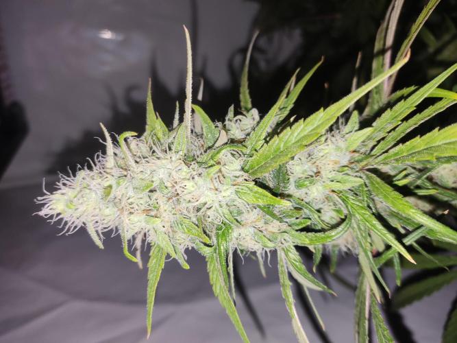 California Haze Humboltd Company. Week 24 - Kaliha